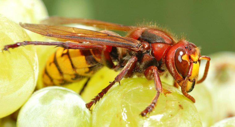 Quali prodotti per la casa uccidono le vespe?
