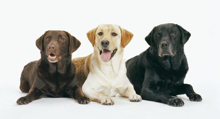 Quali sono i diversi tipi di Labrador Retrievers?