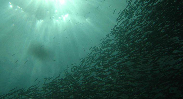 Qual è la differenza tra acciughe e sardine?