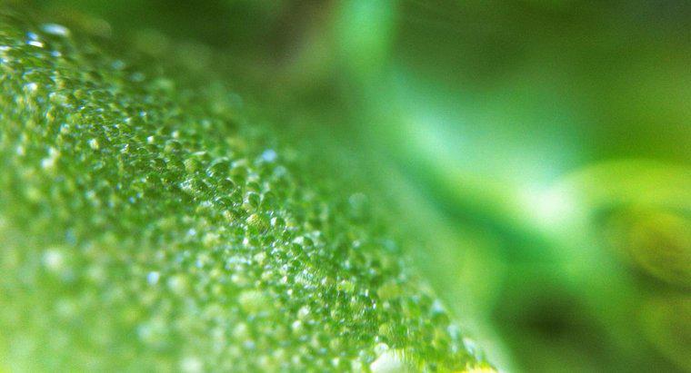 Che cosa fa il cloroplasto in una cellula vegetale?