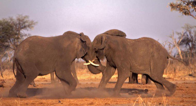 Come si proteggono gli elefanti?