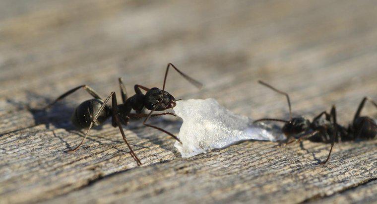 Come fai a ottenere le formiche nere fuori dalla tua casa?