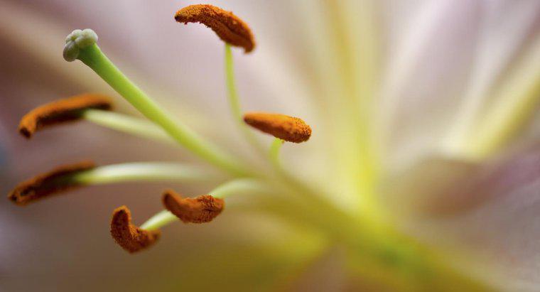 Quale parte di un fiore produce polline?