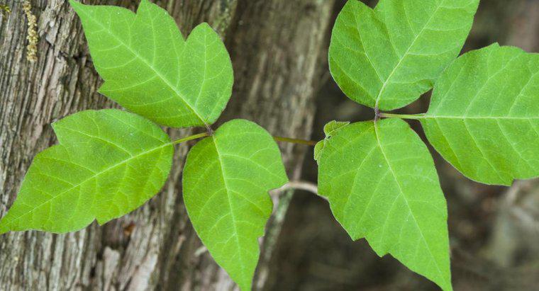 Qual è la differenza tra Poison Oak e Poison Ivy?