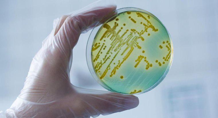 Qual è il nome scientifico dei batteri?
