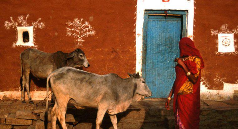 Gli indù possono bere latte di mucca?