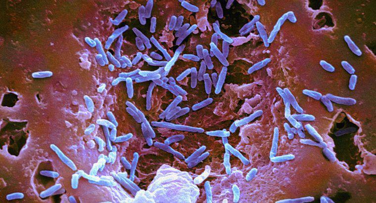 Quali sono le caratteristiche generali dei batteri?
