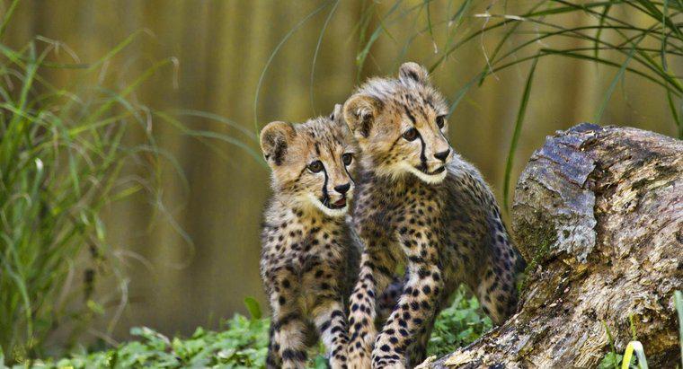 Come fanno i ghepardi a prendersi cura dei loro piccoli?