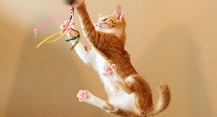Quanto in alto può saltare un gatto?