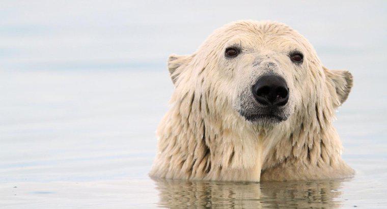 Come si adattano gli orsi polari a sopravvivere?