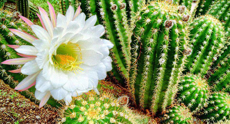 Quali sono i diversi tipi di piante di cactus in fiore?