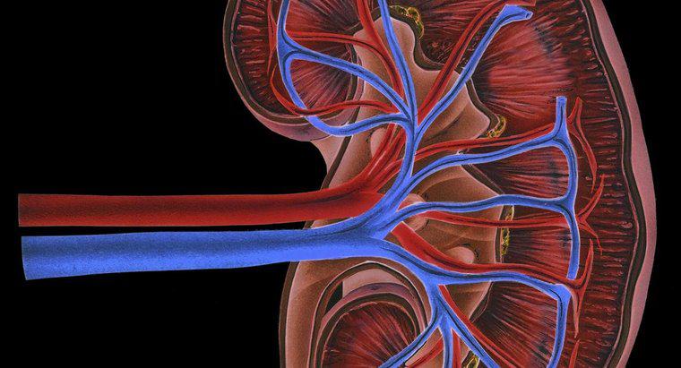 Qual è la funzione delle vene renali?