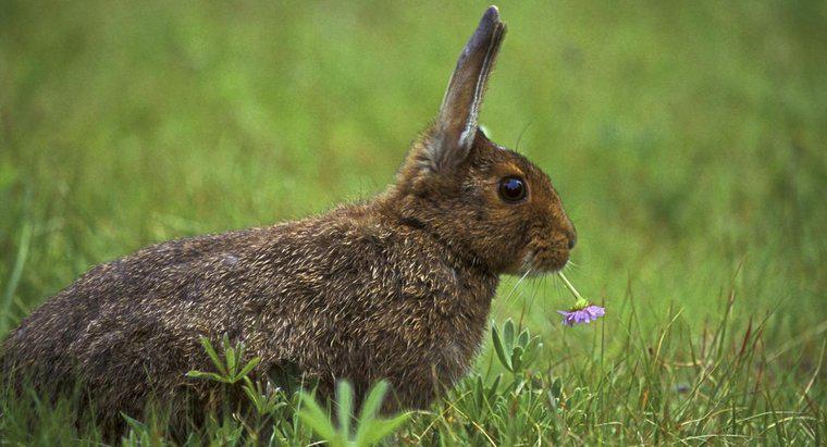 Cosa mangiano i conigli selvatici?