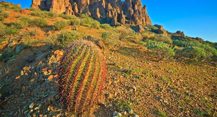 Puoi bere l'acqua da un cactus per sopravvivere?