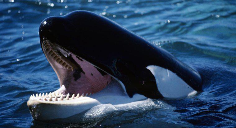 Quanti denti ha una balena assassina?
