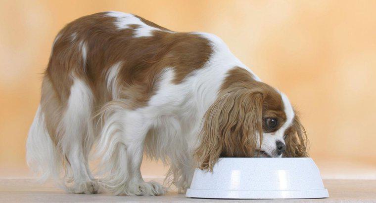 Quali sono alcune buone ricette di cibo per cani fatte in casa?