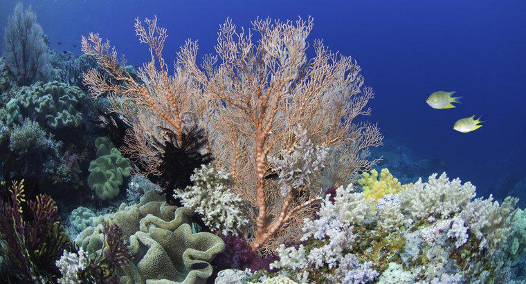 Di che colore è il corallo?