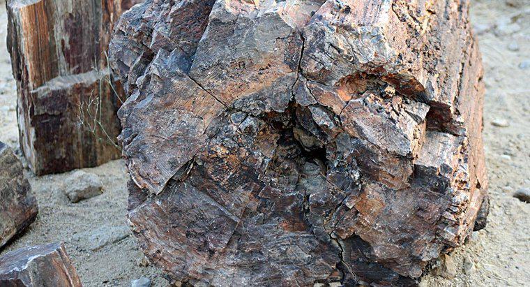 Cos'è una roccia pietrificata?