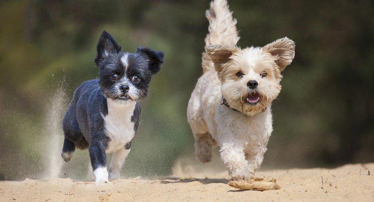 Quali razze di cani piccoli pesano meno di 5 sterline?