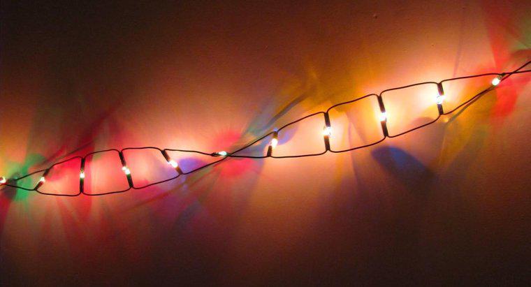 A quale classe di macromolecole appartiene il DNA?