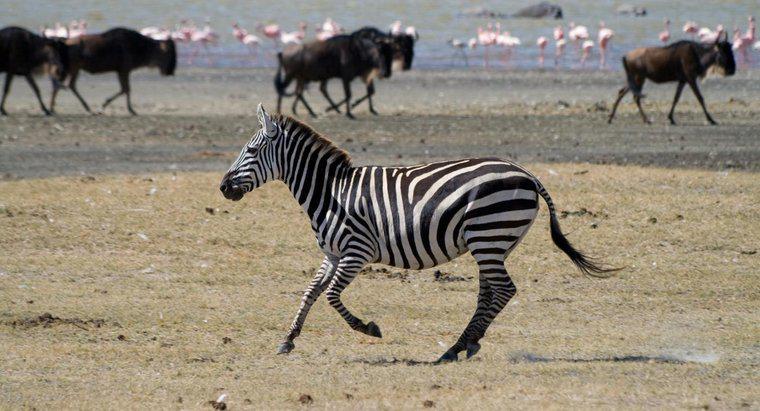 Quanto pesano le zebre?
