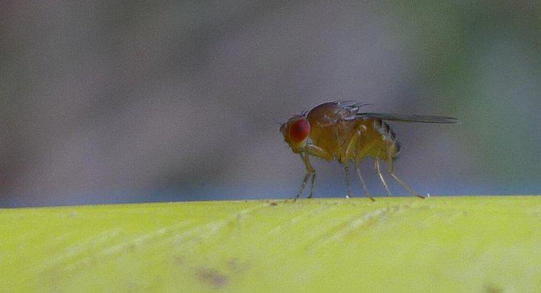 Come prevenite le mosche della frutta?