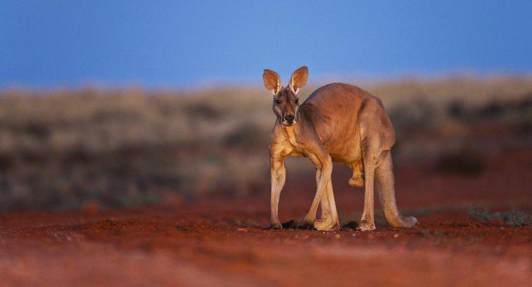 Qual è l'animale nazionale dell'Australia?