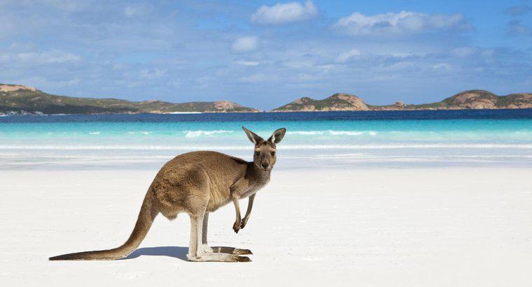 Quali due oceani toccano l'Australia?