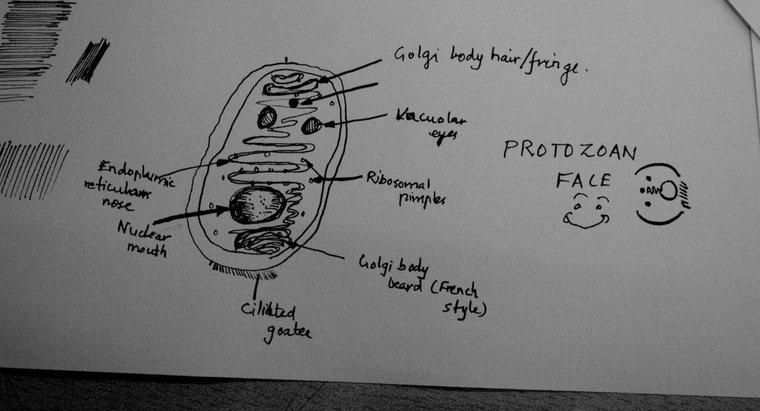 Quali sono i tipi di protozoi?