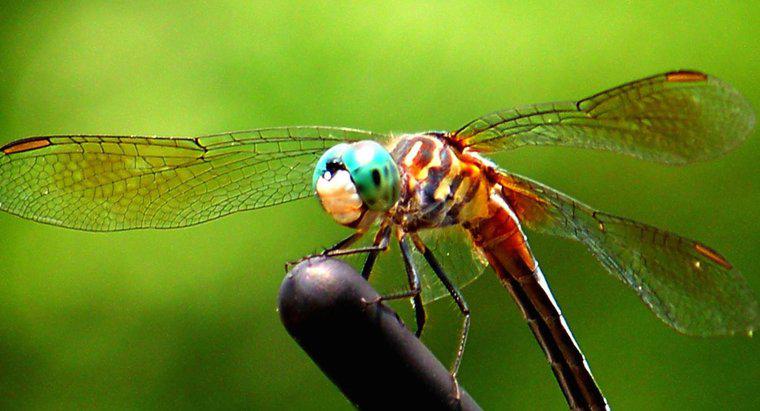 Di che colore è una libellula?