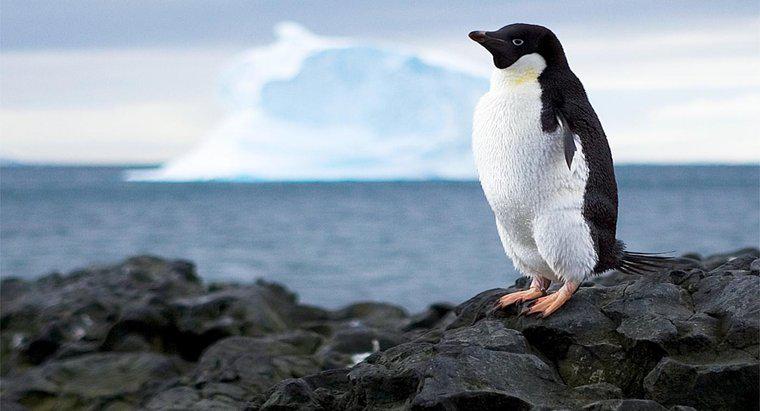 Che oceano circonda l'Antartide?