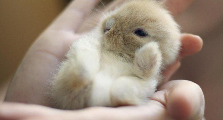 Quanto tempo dormono i coniglietti con la loro madre?