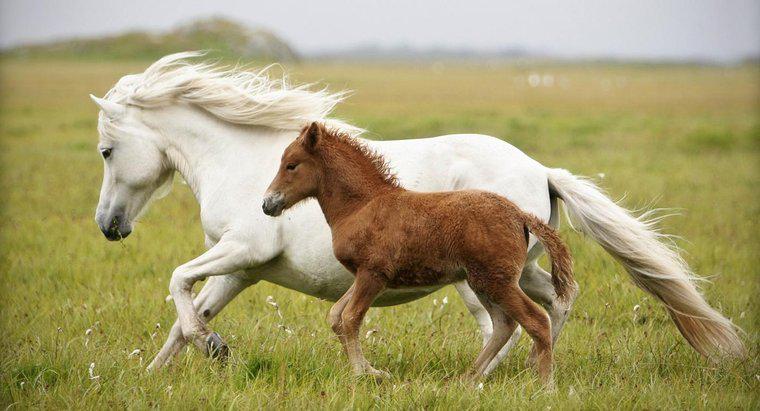 Qual è il nome di un cavallo bambino?