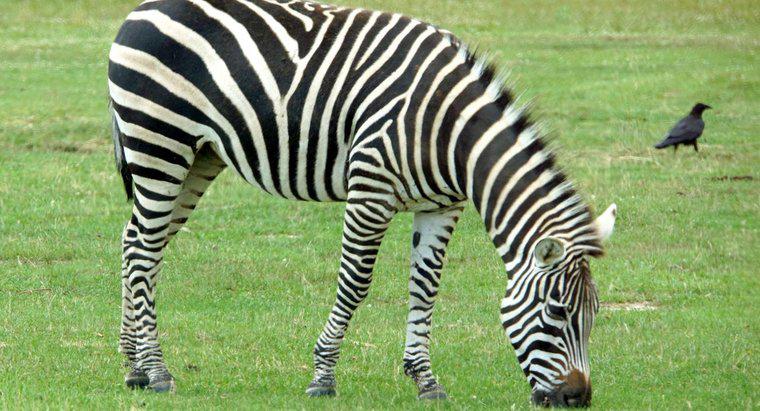 Quanto costa una Zebra a mangiare un giorno?