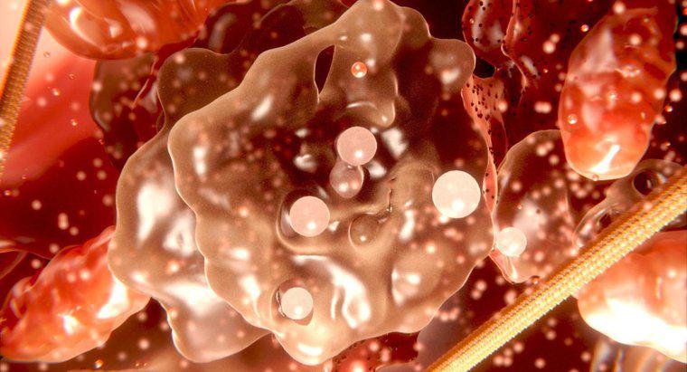 Qual è la differenza tra citoplasma e protoplasma?