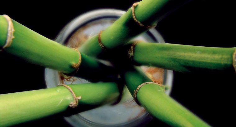 Come riproduce il bambù?