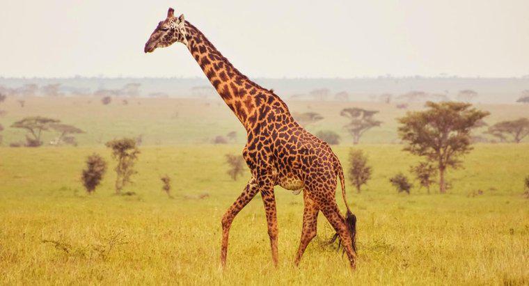 Quali sono alcuni fatti sull'anatomia della giraffa?