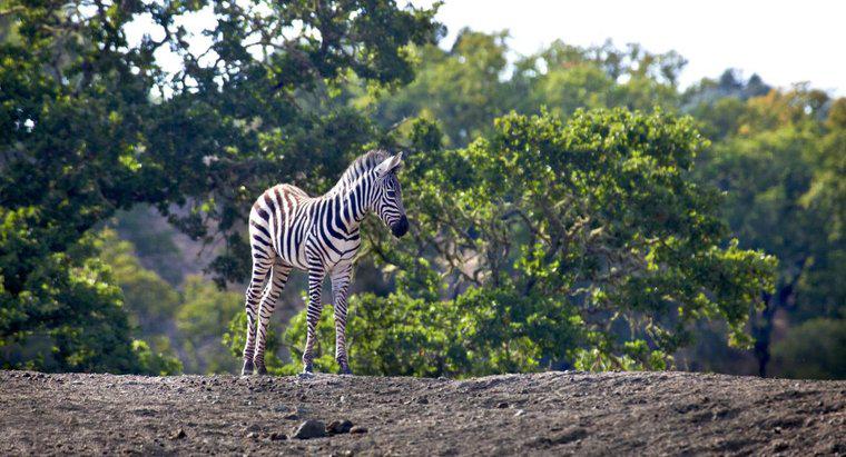 Cos'è chiamato Zebra Baby?