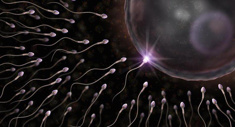 Perché una cellula dello sperma ha una coda?
