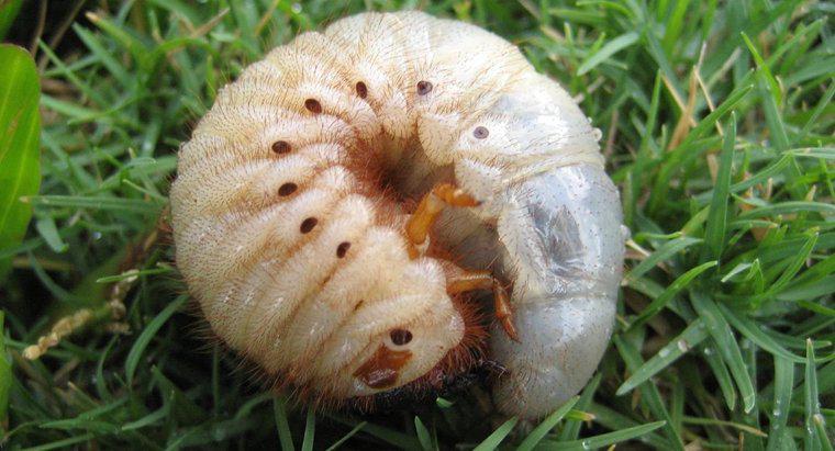 Che cosa è un larva?