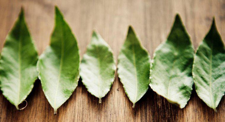 Le foglie di alloro sono commestibili?