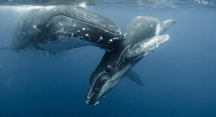 Qual è il nome di una balena?