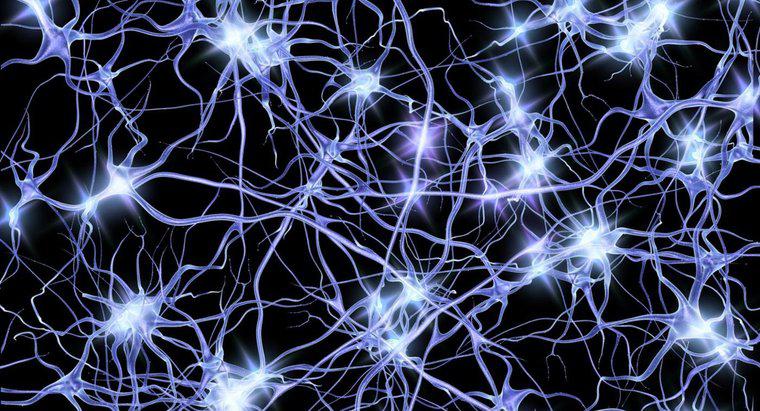 In che modo i neuroni trasmettono gli impulsi elettrici?