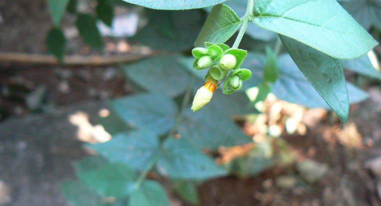 Come si potare un albero di ulivo dolce?