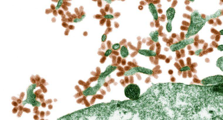 In che modo i virus infettano le cellule ospiti?