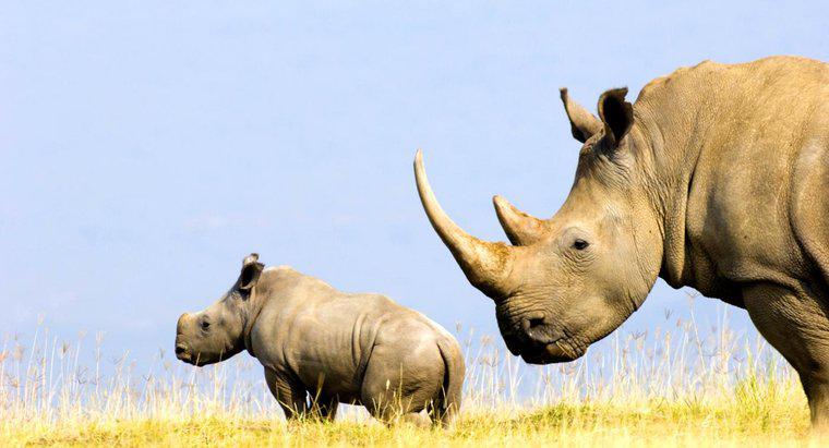 Di cosa è fatto il corno di un rinoceronte?
