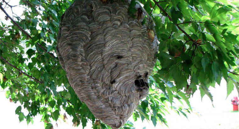 Come fanno le vespe i loro nidi?