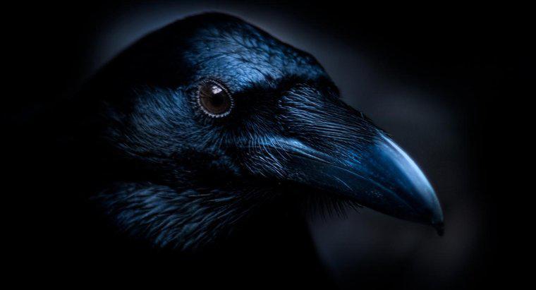 Quali sono i temi principali del poema di Edgar Allan Poe "The Raven"?