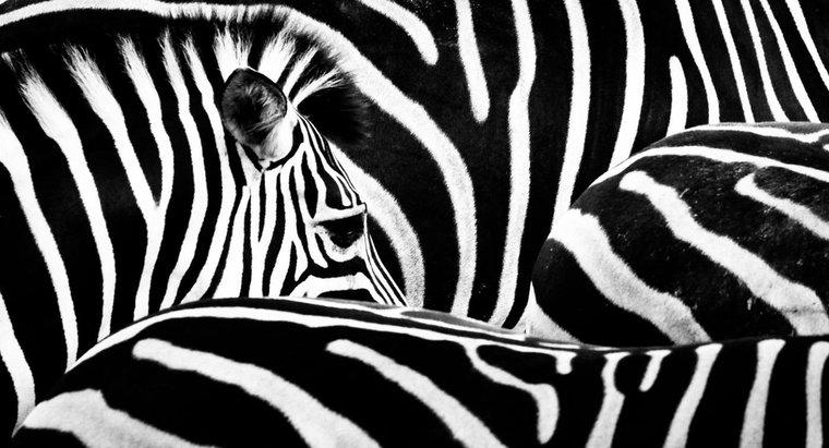 Dove vivono le zebre?