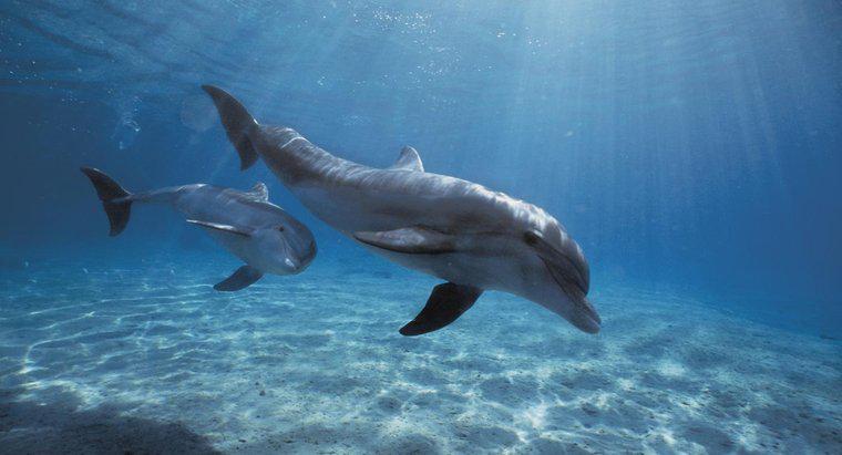 Qual è il nome scientifico di un delfino?